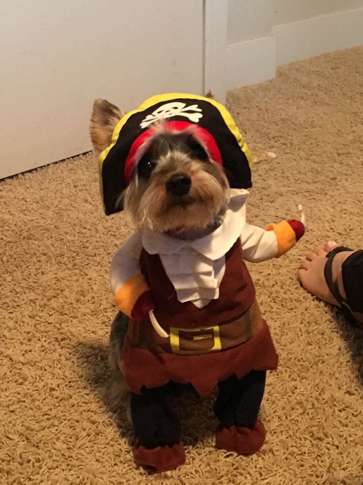 Ollie the pirate